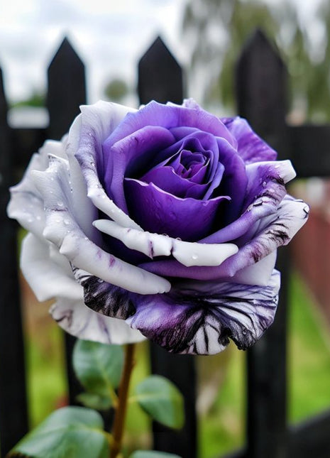 Rare Tricolor Rose 'Watercolor'