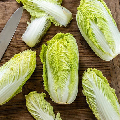 Cabbage Bilko F1 Organic