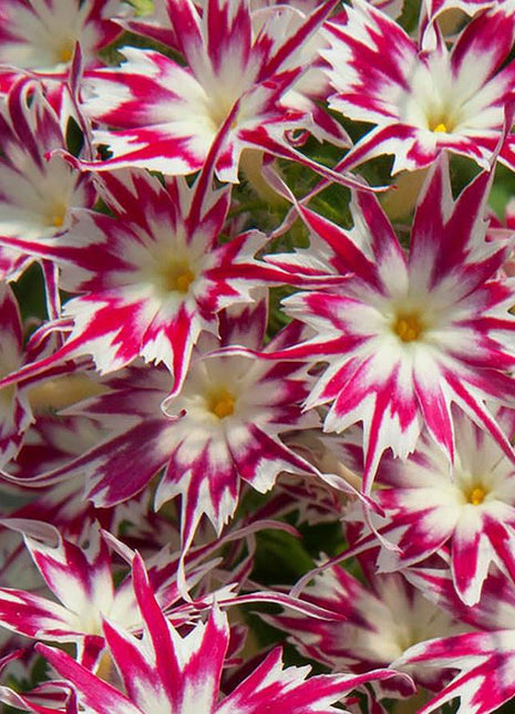 Rose With Eye Phlox Seeds