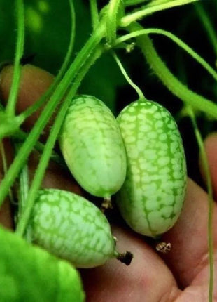 RARE SEEDS THUMB WATERMELON SEEDS