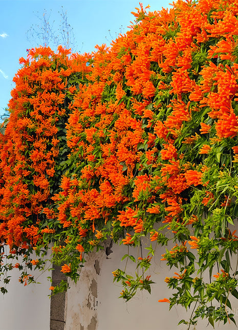 🏵️Pyrostegia Venusta Climing Flower Seeds