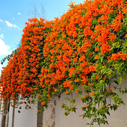 🏵️Pyrostegia Venusta Climing Flower Seeds