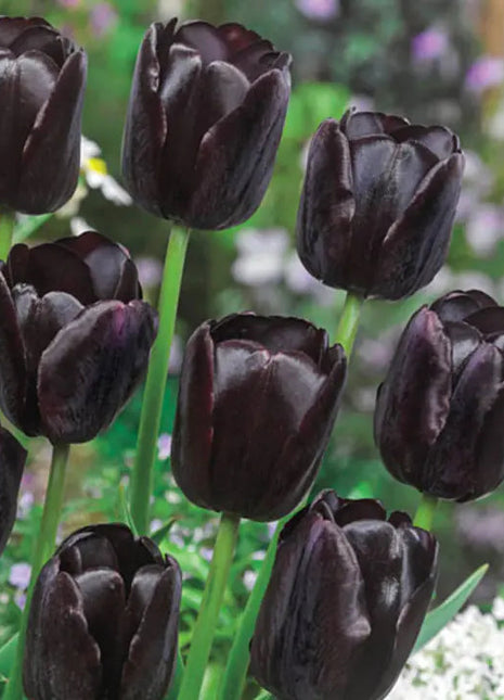 Bonsai Rare Color Tulip Seeds #10