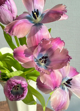 Frill Tulip seeds