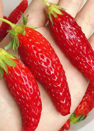 Rare Chili Strawberry Fruits Seeds