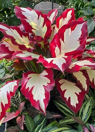 800pcs Red White Hosta Seeds Low Maintenance Hosta Plant Seeds for Planting Perennial Seeds Indoor Outdoor