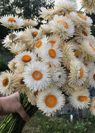 EVERLASTING STRAWFLOWER VINTAGE WHITE