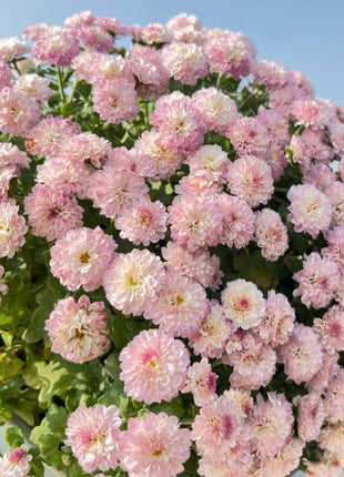 🌸Candy Chrysanthemum Seeds