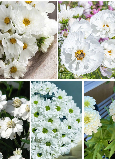 Cloud 9 - White Flower Seed Mix