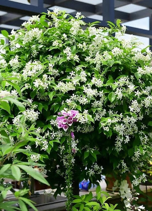 Mixed Climbing Flower Seeds -Over 30 kinds mixed