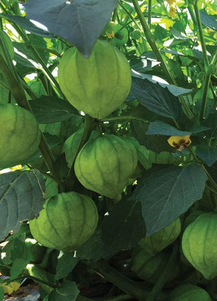 Super Verde Hybrid Tomatillo Seeds