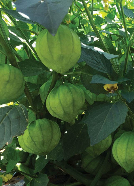 Super Verde Hybrid Tomatillo Seeds