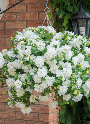 Summer Double Petunia Elizabeth