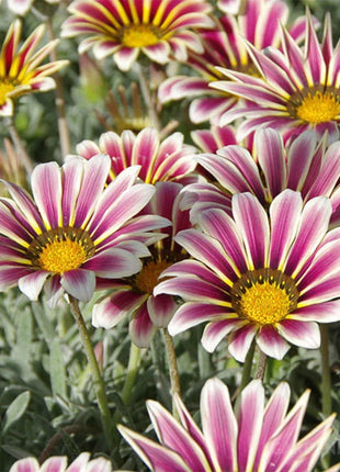 Medal Chrysanthemum Seeds - Flower of Glory