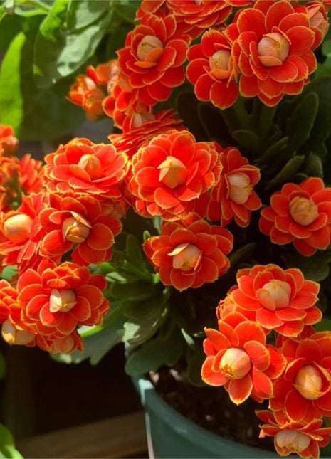 🌺Golden Fox Longevity Flower Seeds—Health And Longevity