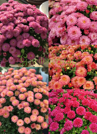 🌸Candy Chrysanthemum Seeds