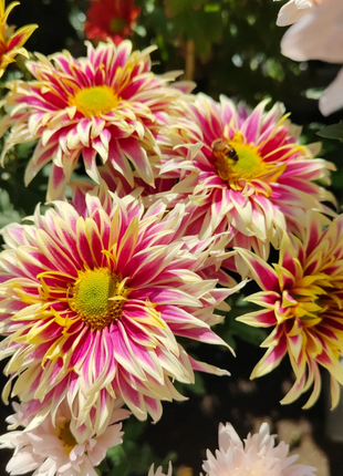 Rare Treasure Chrysanthemum Seeds