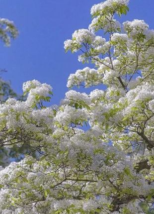White Fringe Tree-April Snow