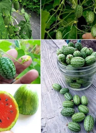 RARE SEEDS THUMB WATERMELON SEEDS