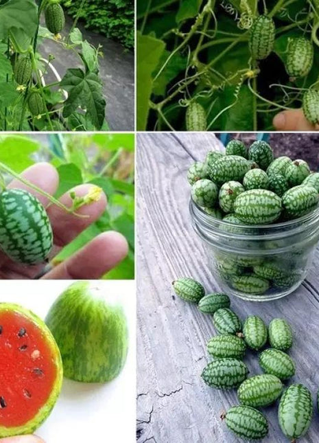 RARE SEEDS THUMB WATERMELON SEEDS