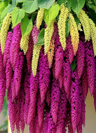 🌾Amaranthus Seeds