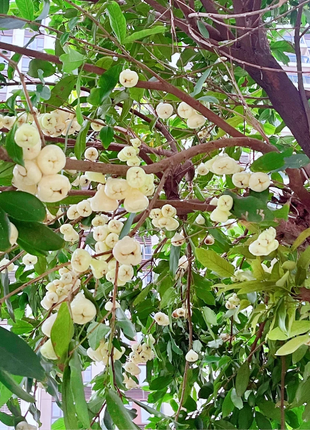 White Jade Lotus Mist Seed🍹
