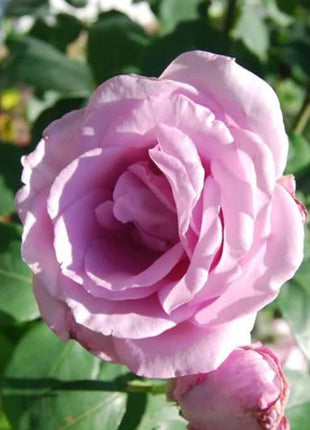 Light Blue Climbing Rose Seeds