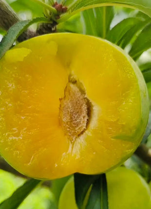 Yellow Plum Seeds Sugar Plum