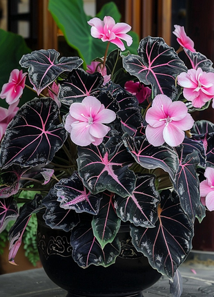 Begonia And Alocasia Mix 🌸🌿