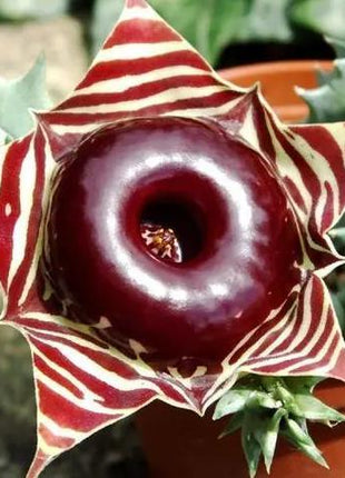 20pcs The Little Owl Royal Succulent Seeds