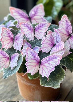 Begonia 'Meteor Butterfly'🦋