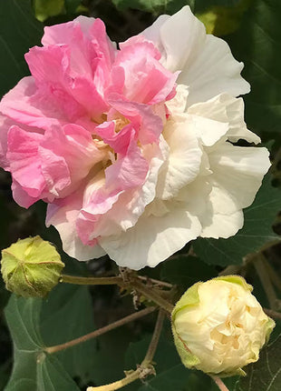 Color-changing Hibiscus Flower Seeds