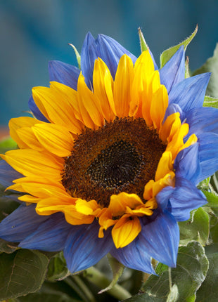 Twin-Blossom Blue Over Yellow Sunflower Seeds