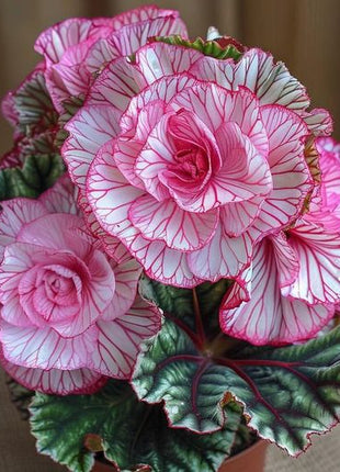 Rare Twin Begonia - Pink and White