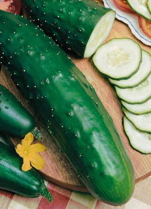 Cucumber Paraiso F1 Organic