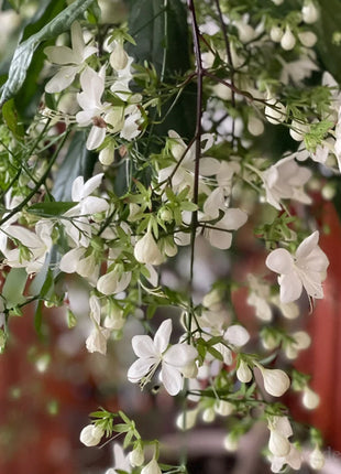 🌼Weeping Jasmine Seeds - White Jade Butterfly