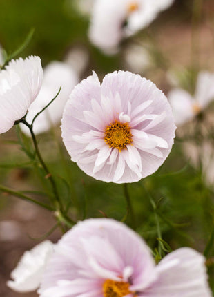 COSMOS CUPCAKE BLUSH FLOWER SEEDS