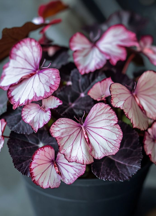 Powder Drunken Butterfly Begonia🦋
