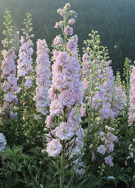 50+ seed Unique, Baby pink blooms Larkspur Seed