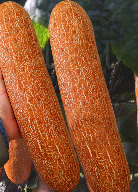 Old Cucumber Seeds