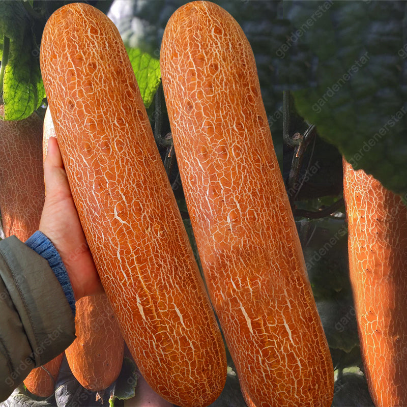 Old Cucumber Seeds