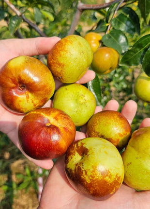 Flat Chinese Dates Seeds