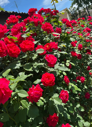 Garden Climbing Rose Flower Seeds