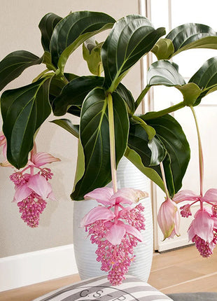 Medinilla Magnifica Flower Seeds