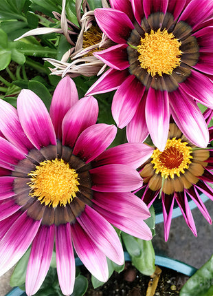 Medal Chrysanthemum Seeds - Flower of Glory