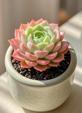 500Pcs Mixed-Color Mountain Rose Succulent Seeds Rare Blooming Succulents for Home & Garden Easy to Grow Drought-Resistant All Seasons