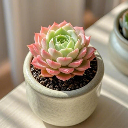 500Pcs Mixed-Color Mountain Rose Succulent Seeds Rare Blooming Succulents for Home & Garden Easy to Grow Drought-Resistant All Seasons