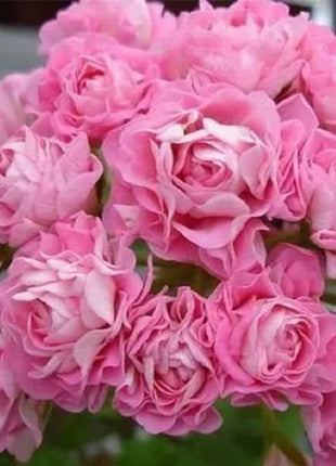 Rose Red Apple Blossom Geranium Seeds