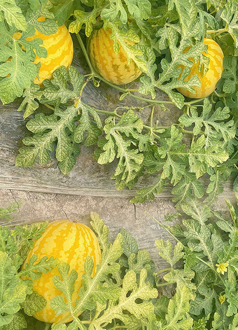 Golden Red Watermelon Seeds