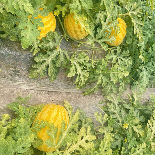 Golden Red Watermelon Seeds